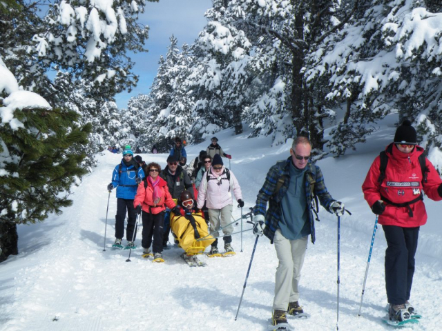 Randonnées en Raquettes avec Fauteuils ski au milieu de sapin à Beille