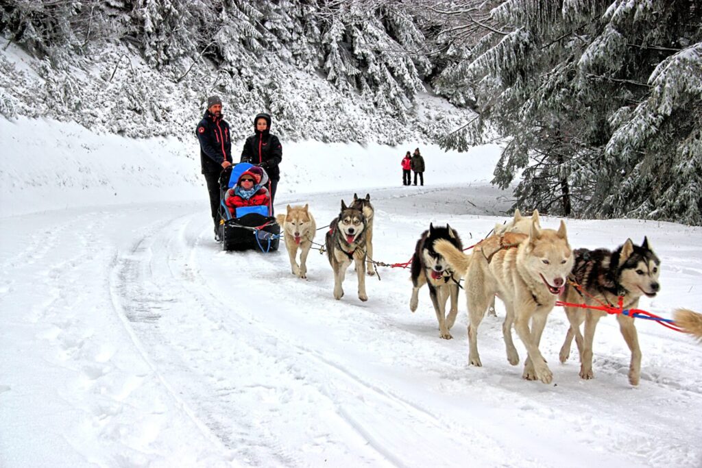 Traineau à chiens en hiver
