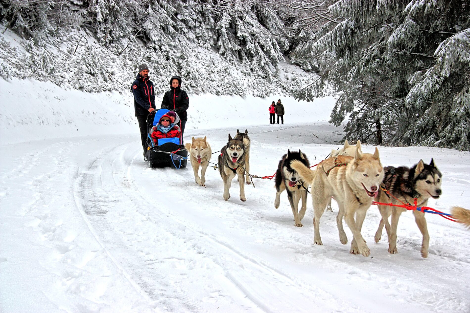 Attelage et traineau Traineau à chiens en hiver