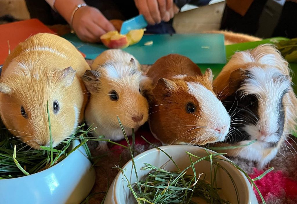 4 hamster, sur la table, mangeant de l'herbe