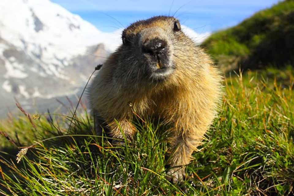 1 marmotte en grand plan, vue de face