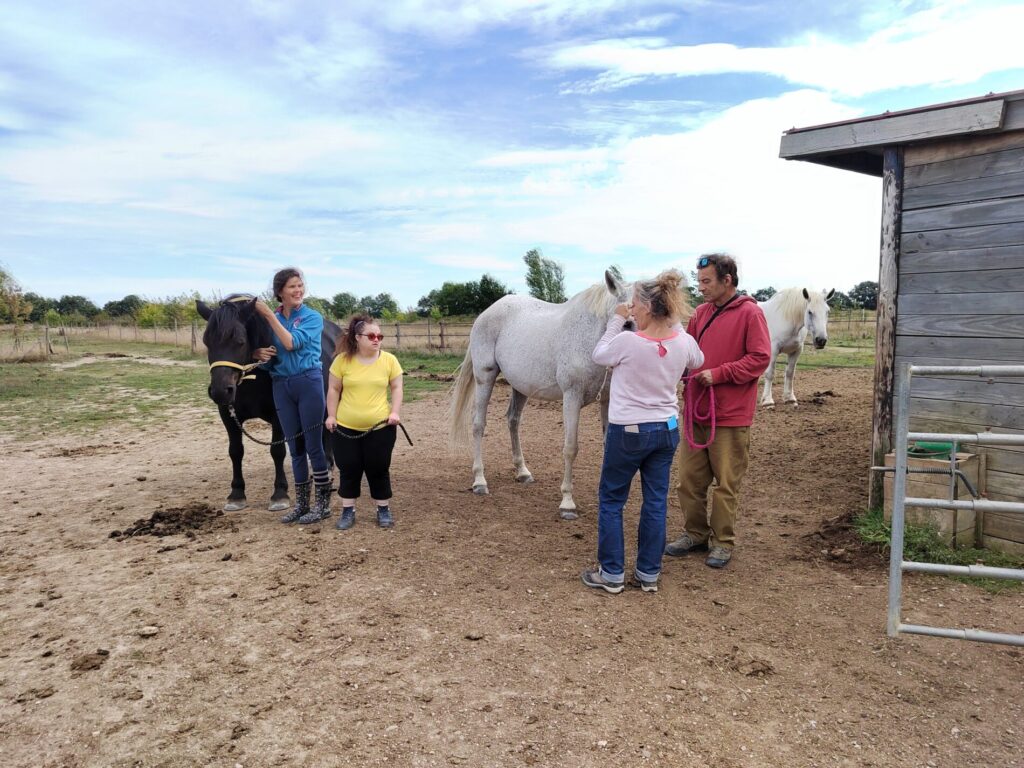 Soin aux chevaux