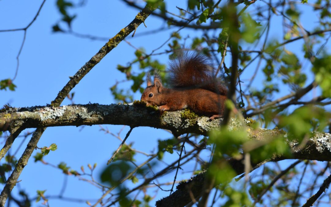 Auprès de nos arbres