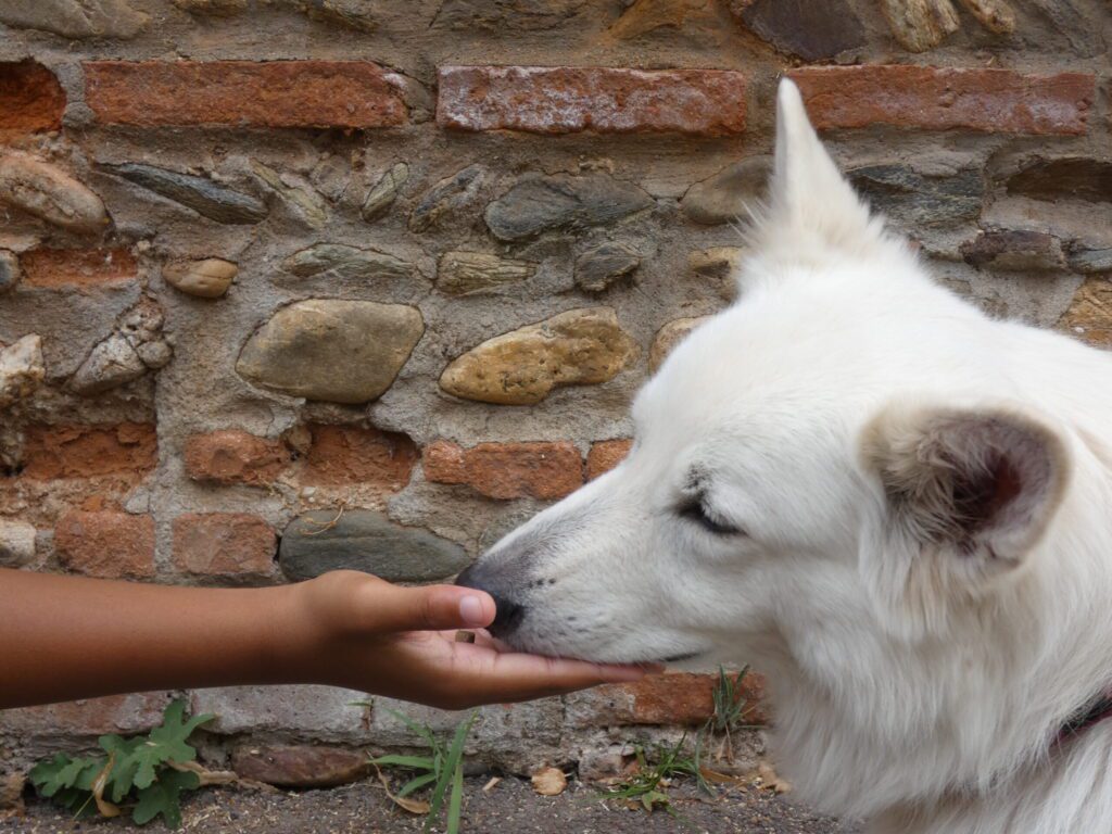 mediation_animale