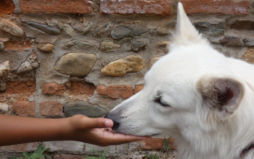 Médiation canine